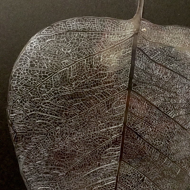 作品紹介 -菩提樹の木の下で