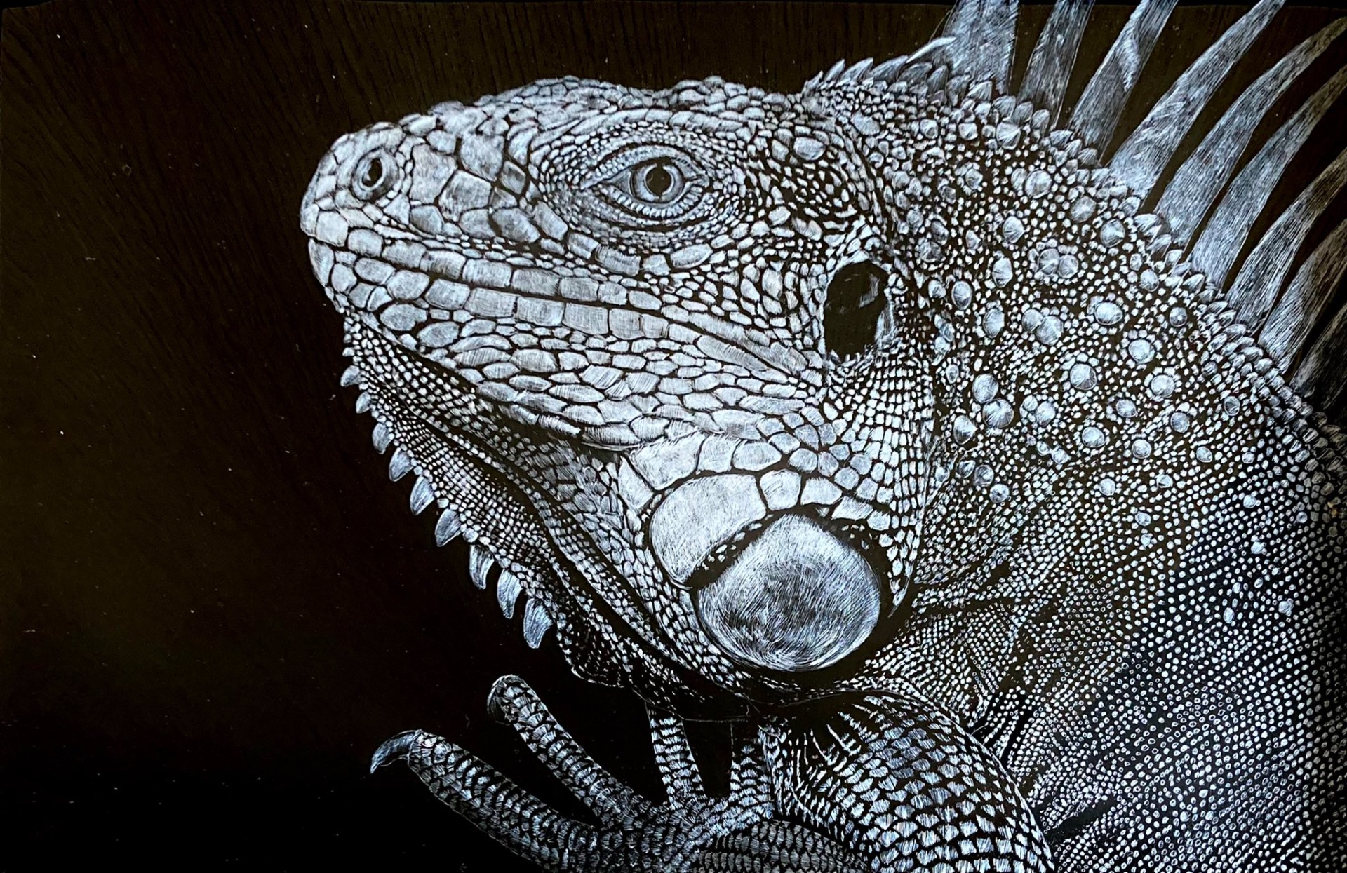 Monochrome -iguana