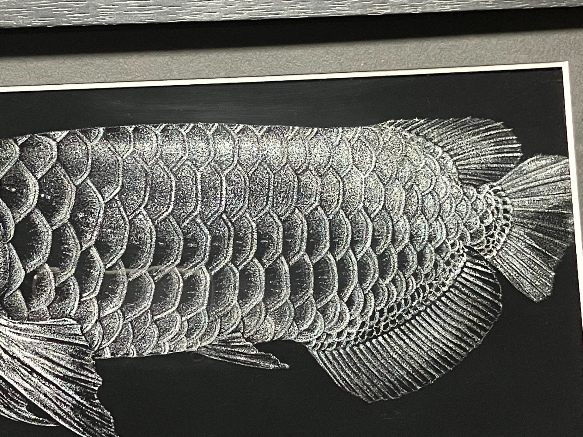 monochromeー龍魚